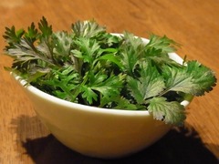 R0029737_パクチー収穫_20110122