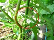 R0017499_�ߥ˥ȥޥȤ��Ʋ�_20090509