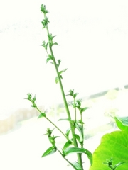 R0020181_チコリの花芽_20090818