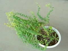 R0043914_オレガノ_20110716