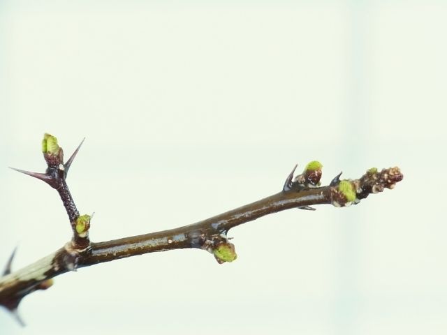 R0048716_山椒_20120401