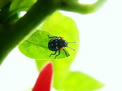 R0045082_ミナミアオカメムシ3齢幼虫_20110904
