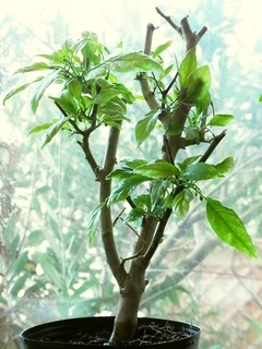 R0040509_越冬ひもとうがらし_20110305