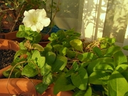R0013250_�ߤΥ��ե��˥�