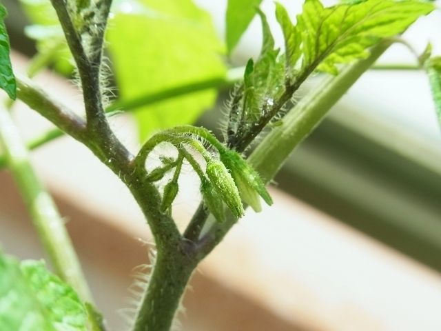 R0049719_�ߥ˥ȥޥȥ�ӡ��ΤΥĥܥ�_20120513