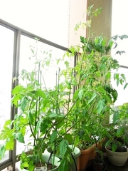 R0025753_�ߥ˥ȥޥ�_20100620