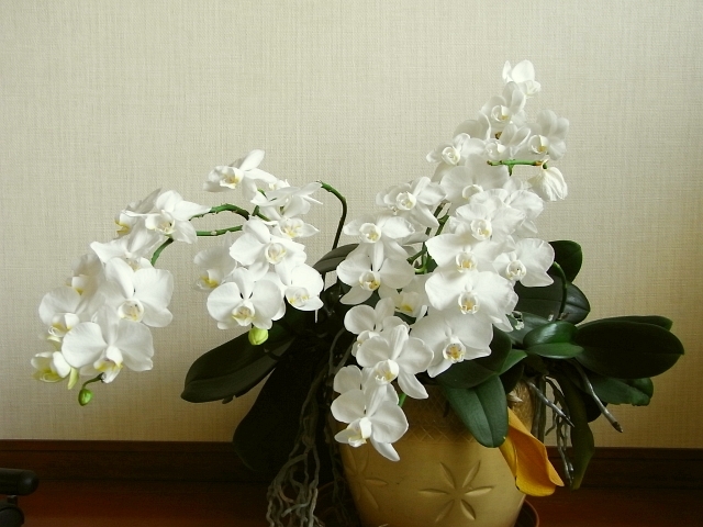 R0017970_胡蝶蘭が満開_20090525