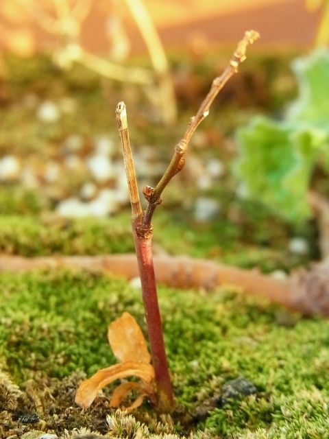 R0029512_挿し木一重庭桜の花芽_20110108