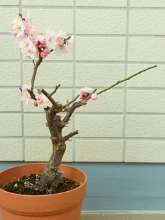 R0048415_梅の花満開_20120315