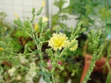 DSC06280_ガーデンサラダミックスの花