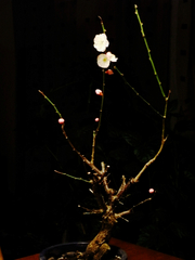 R0022763_梅の開花_20100204