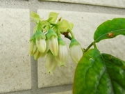 R0016667_ブルーベリーメンデイトの花_20090417
