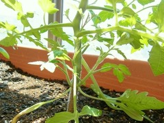 R0042333_�ߥ˥ȥޥ��Ʋ꤫����_20110515