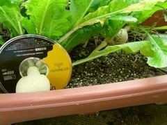 R0040107_かぶ_20110212