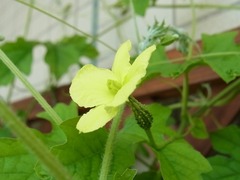 R0044243_ゴーヤ雌花_20110730