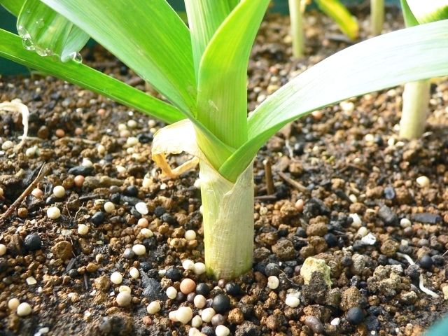 P1030171_ニンニク_20101230