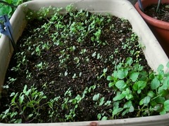 R0046675_�ɲå�������_20111203