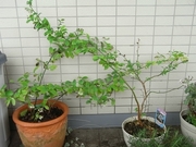 R0016665_ブルーベリー_20090417