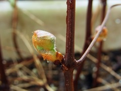 R0049116_ブドウデラウェア挿し木の芽_20120421
