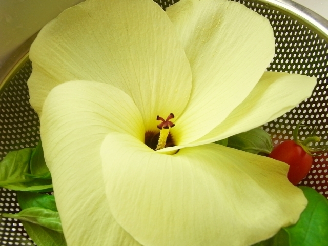 R0026372_花オクラ収穫_20100719