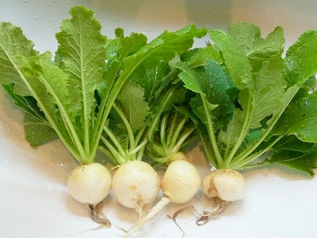 R0040153_かぶ_20110213