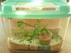 R0043902_アゲハ幼虫飼育開始_20110716