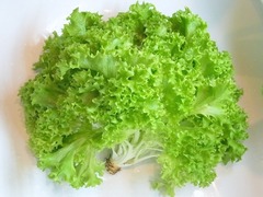 R0041657_エンダイブ収穫_20110423