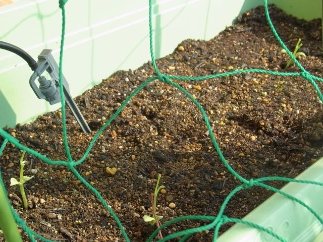 R0042887_ゴーヤ食われる_20110604