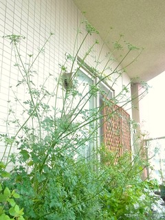R0042767_イタリアンパセリの全体像_20110529