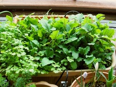 R0048534_コールラビ_20120324