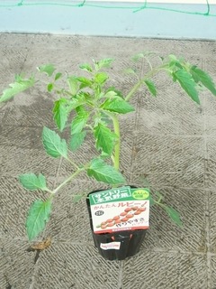 R0049476_�ߥ˥ȥޥ��Ĥ��󤿤��ӡ���_20120504