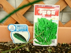 R0011354_春菊の種蒔き
