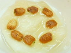 R0042361_ゴーヤの種_20110515