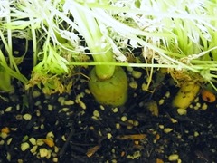 R0048473_カラフルキャロット_20120317