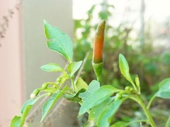 R0046577_鷹の爪唐辛子の赤い実_20111126