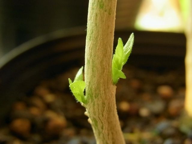 R0029539_唐辛子鷹の爪の新芽_20110109