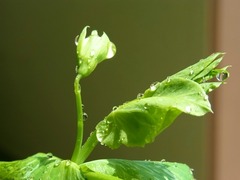 R0041521_����ɥ��Υĥܥ�_20110416