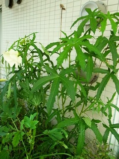 R0044970_花オクラと丸オクラ_20110828