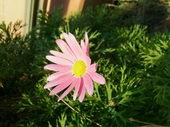 R0047502_マーガレット_20120107