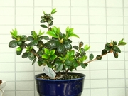R0023733_�ĥĥ�_20100320