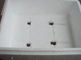 DSC03957_トロ箱の底に排水溝と排水口を作る