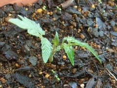 R0042451_�ߥ˥ȥޥ�_20110521