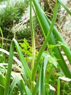 R0049647_ニンニクの花芽_20120510