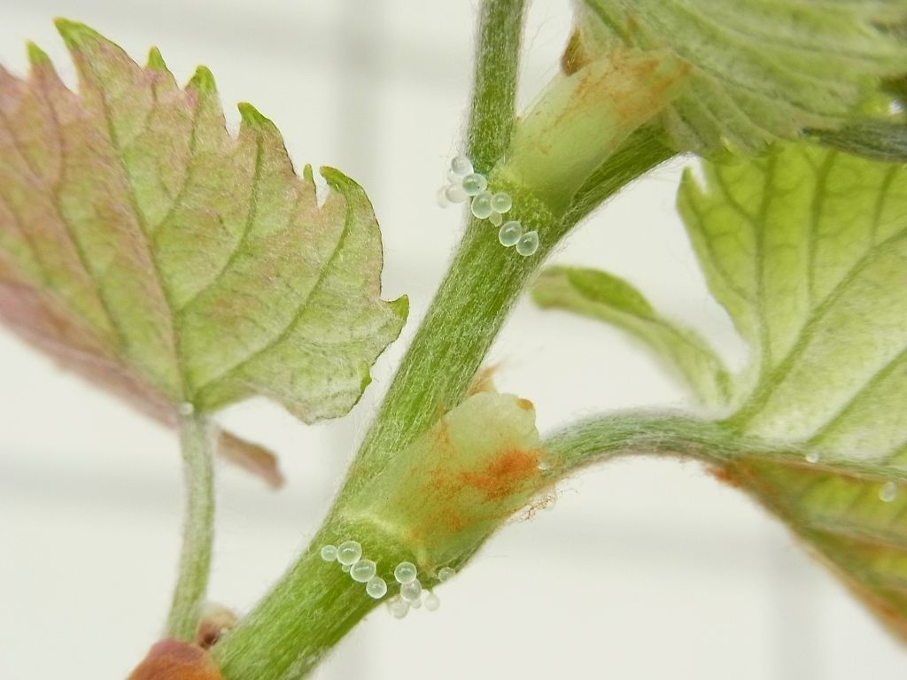 R0049124_ブドウデラウェア開いた新芽の真珠腺_20120421