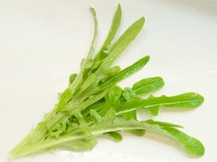R0049175_リーフレタス修道士のあごひげ収穫_20120423