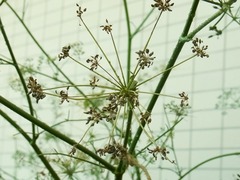 R0044584_イタリアンパセリ_20110813