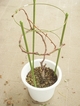 DSC03371_ブドウ鉢の雑草取り.jpg