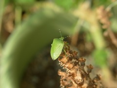 R0045594_シソにカメムシ_20111008