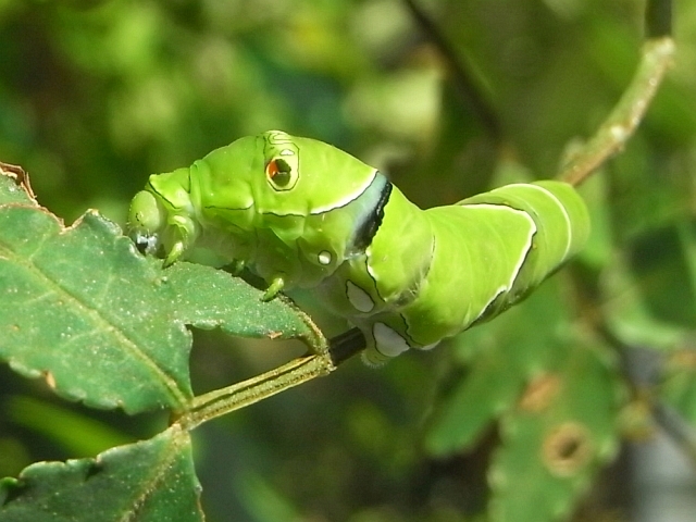 R0021037_キアゲハ幼虫お食事中_20090920