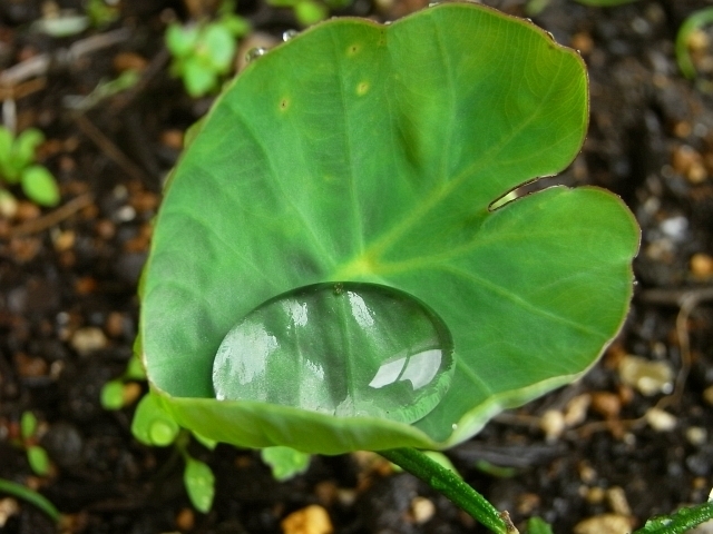 R0017697_里芋の葉の水玉_20090516